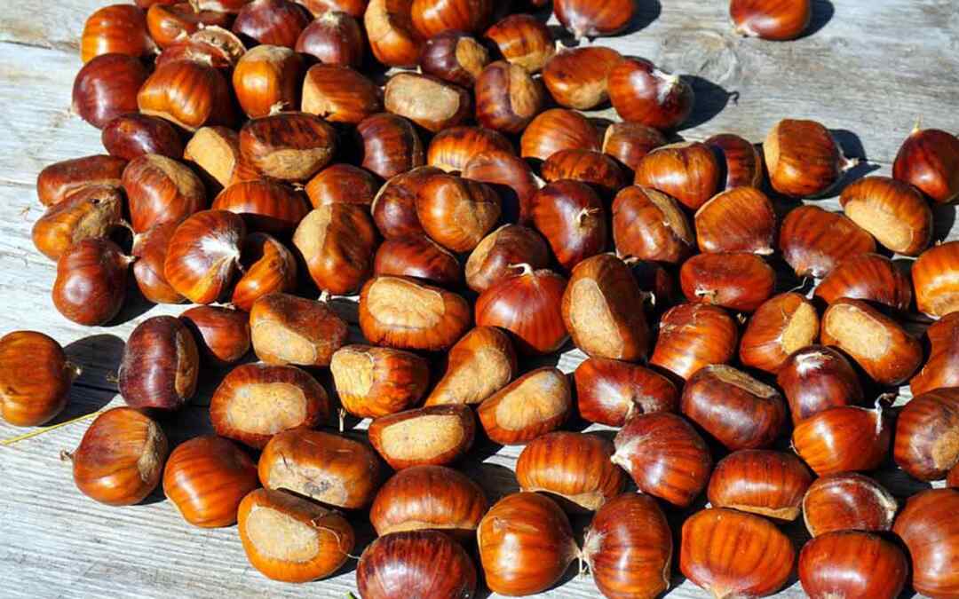 Cosa mangiare nella stagione autunnale?