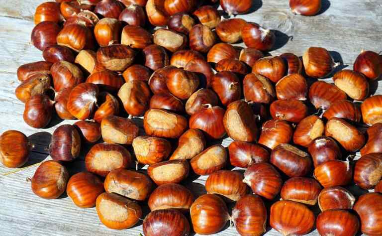 Cosa mangiare nella stagione autunnale?