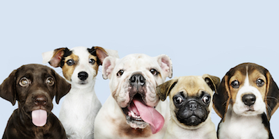 Guida alla scelta dei croccantini per cani