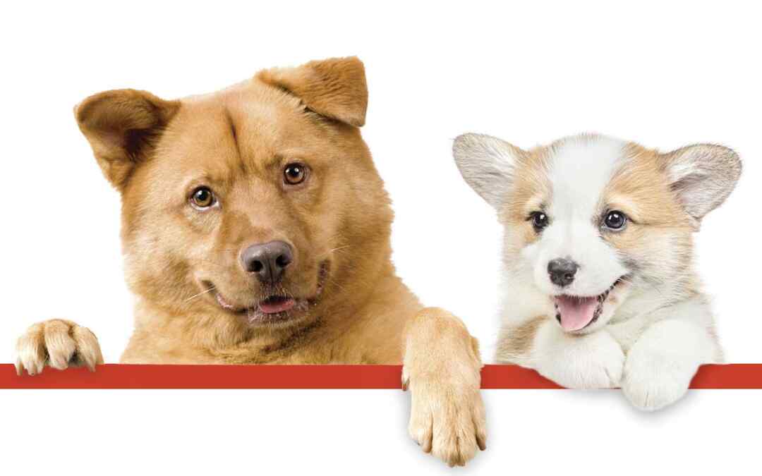 Cibo sano per cani: Scopri tutti i consigli