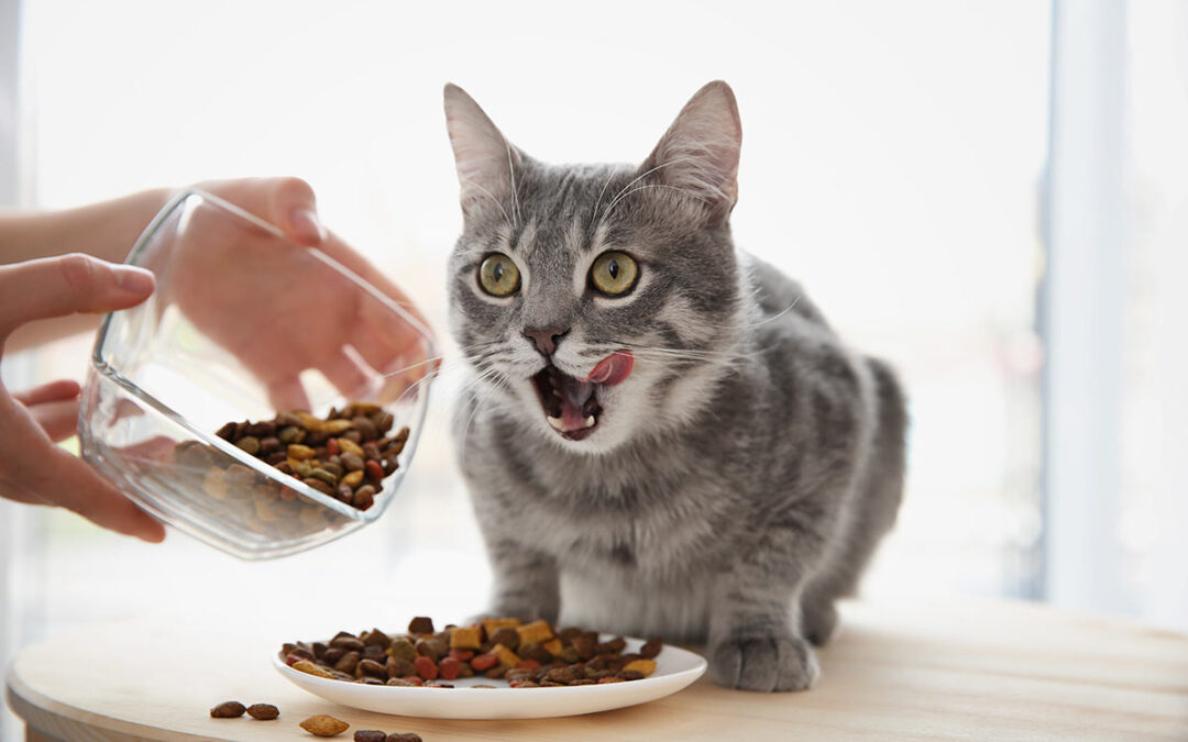 alimentazione per gatti