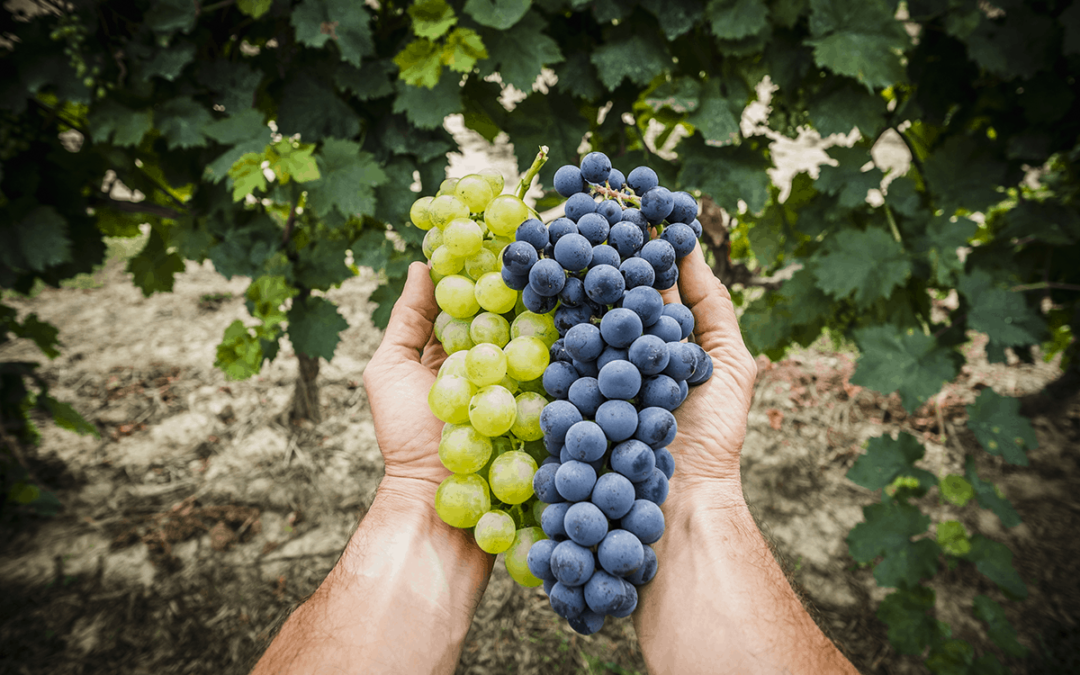 proprietà-benefiche-dell'uva