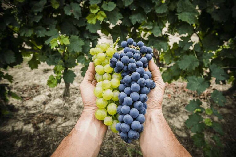 Proprietà benefiche dell'uva