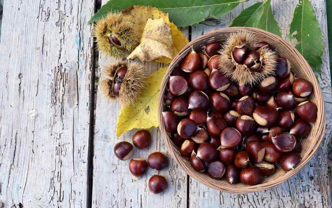 Castagne: benefici e proprietà del frutto autunnale