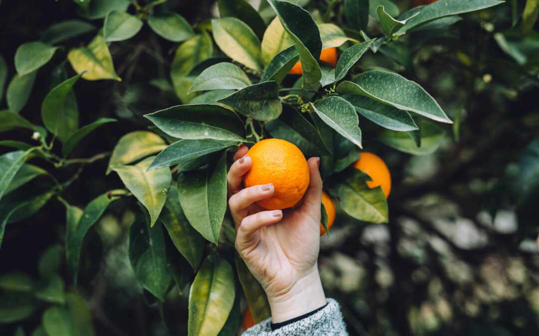 Quali sono le proprietà e i benefici delle arance?