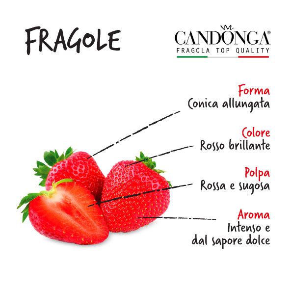 Fragole