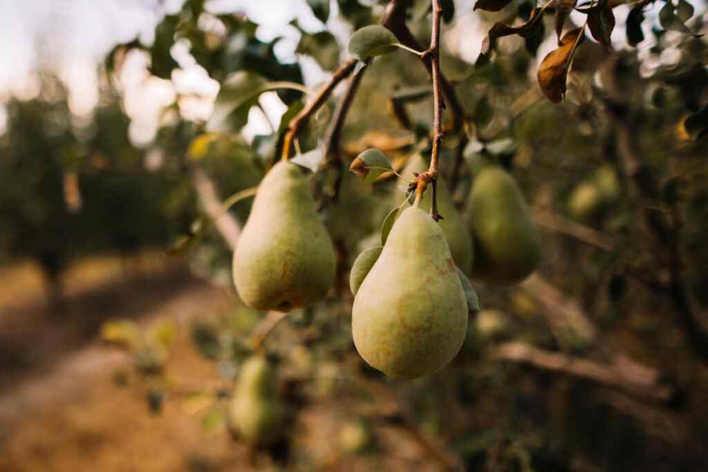 benefici della pera