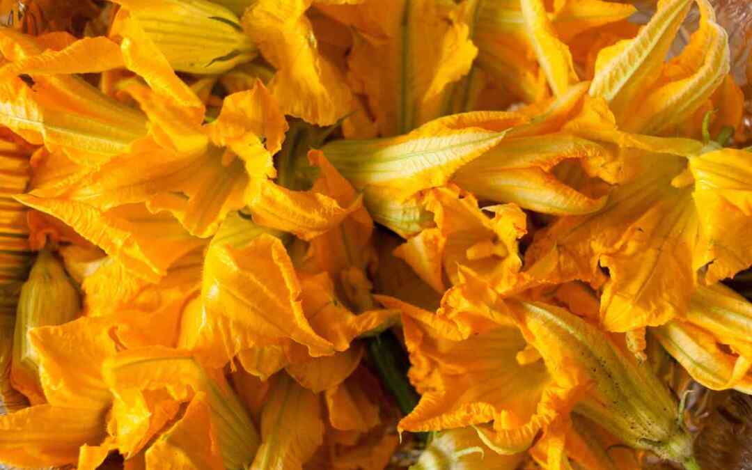 Come cucinare i fiori di zucca: idee facili e gustose