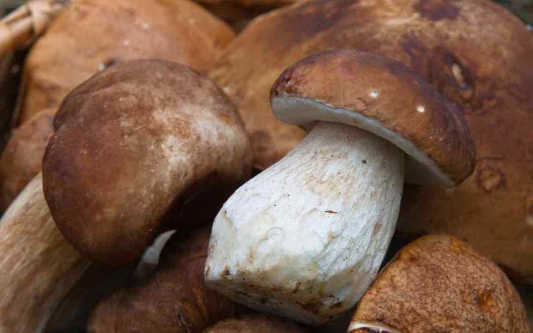 Funghi di settembre: Quali sono e come riconoscerli?