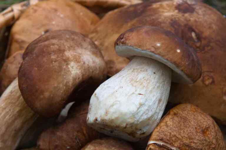 Funghi di settembre: Quali sono e come riconoscerli?