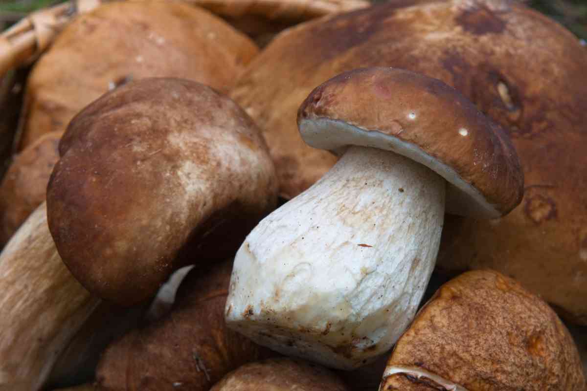 funghi di settembre