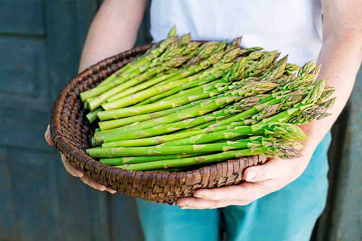 Raccolta di asparagi