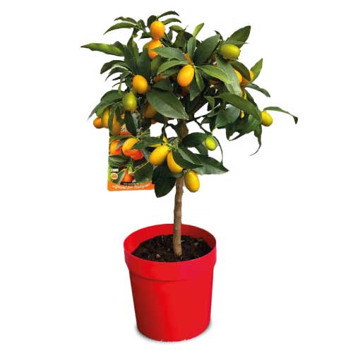 Pianta Agrumi