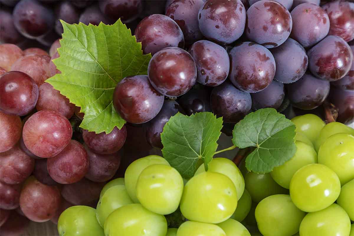 Differenza tra uva bianca e rossa