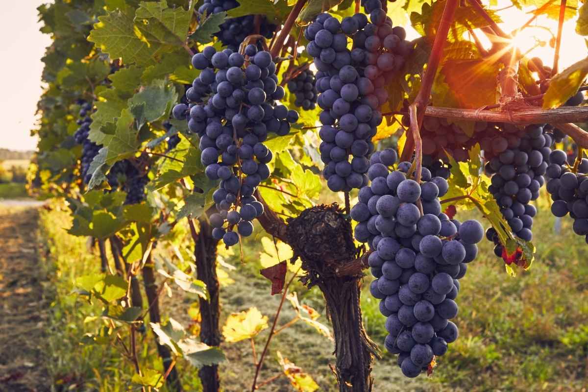settembre mese della vendemmia